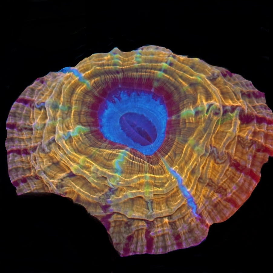 Rainbow Indophyllia