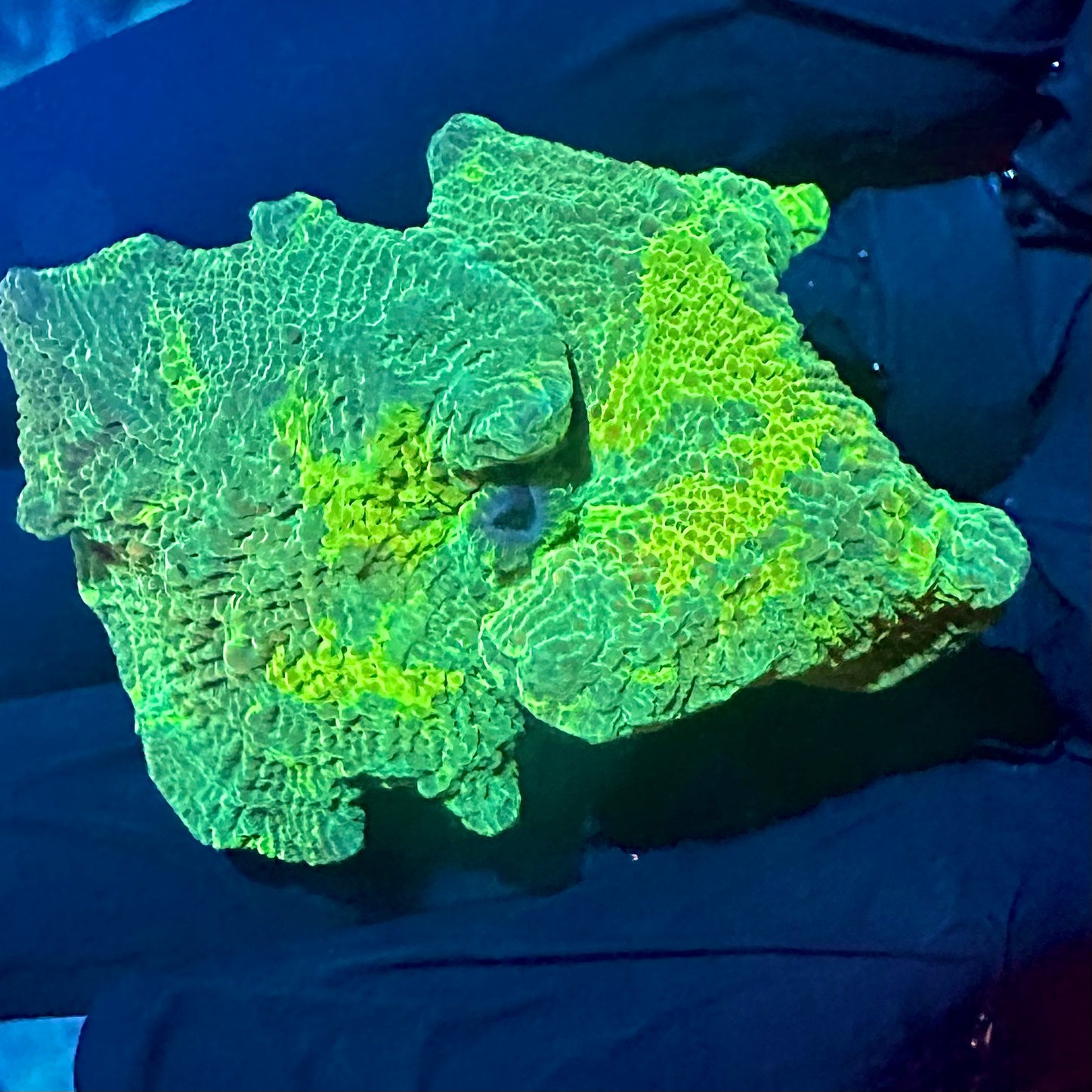Reverse Kryptonite Jawbreaker Mushroom