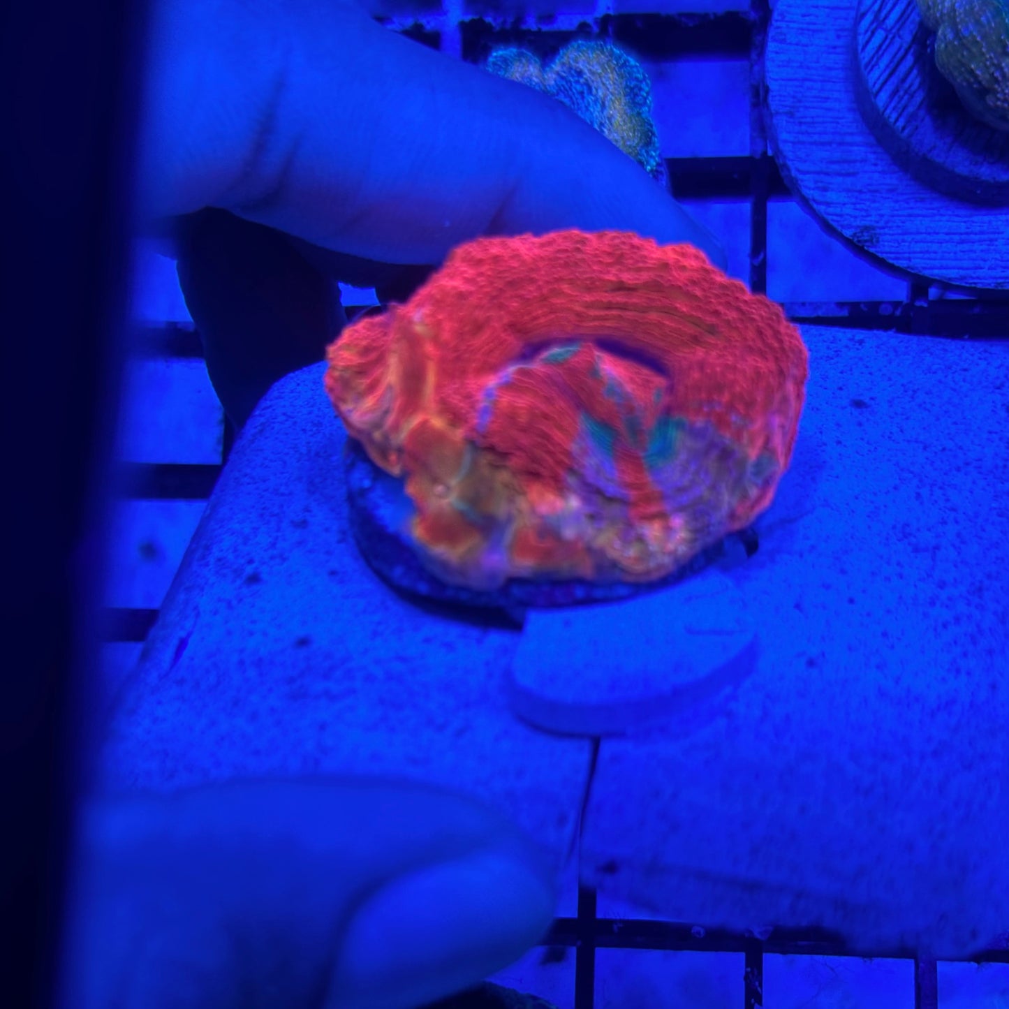 Rainbow Bowerbanki