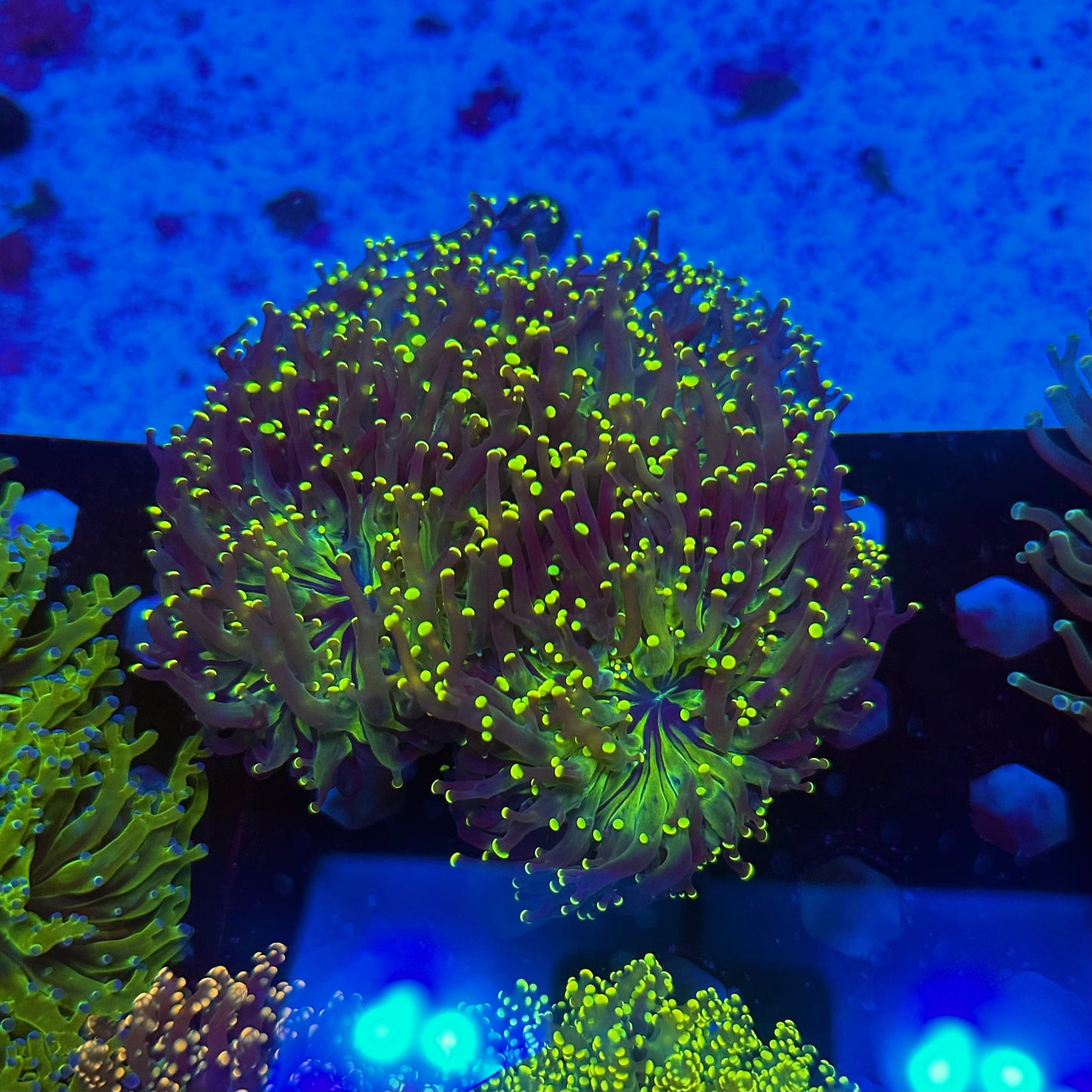 MCR Dark Void Frogspawn