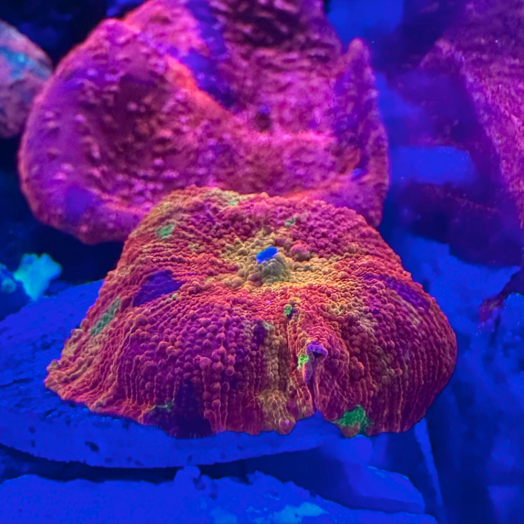 Purple Monster Jawbreaker Mushroom – Majestic Creatures Reef