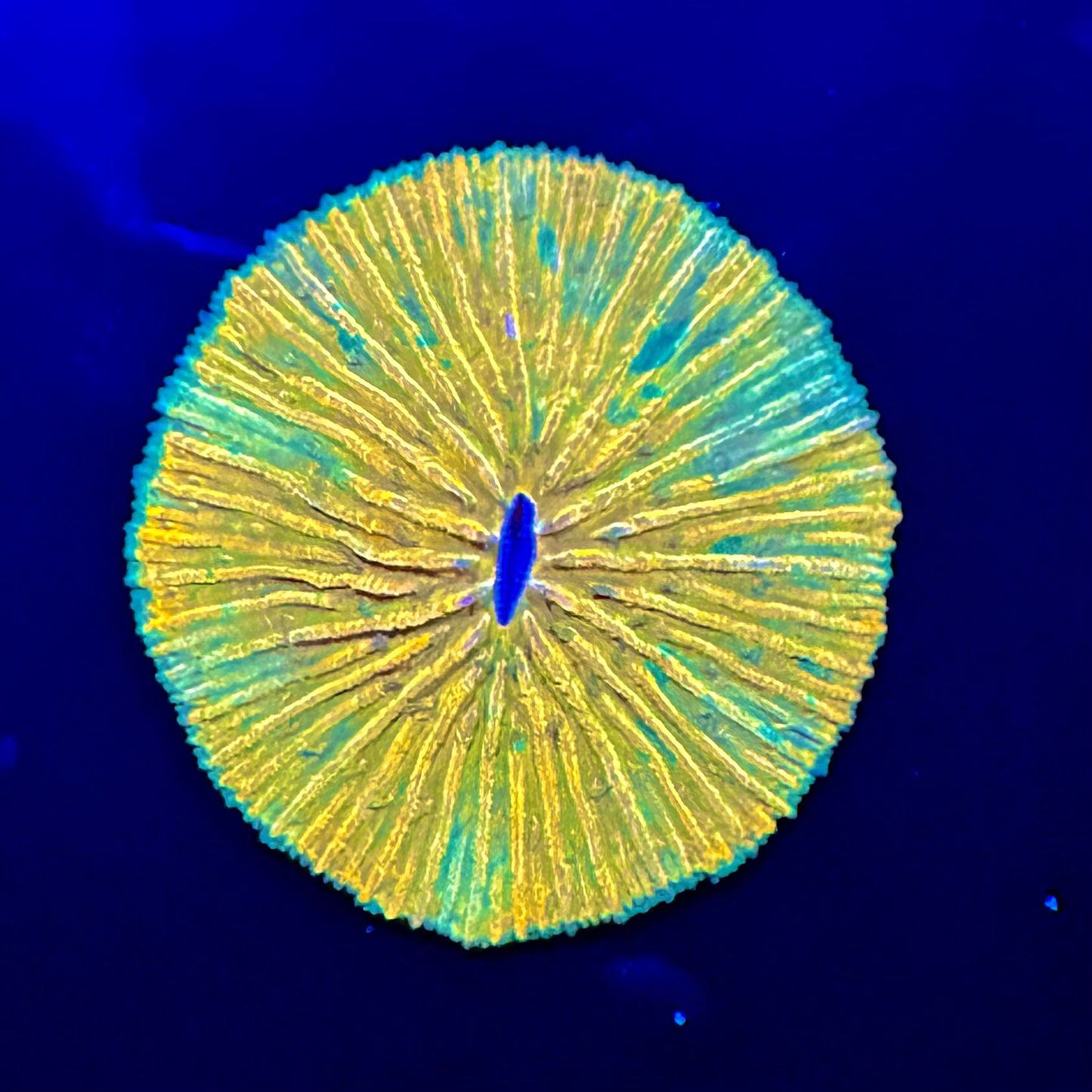 Lucky's Plate Coral