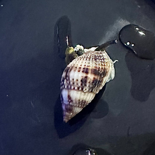 Nassarius Snail