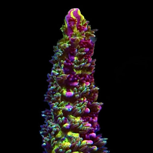 RRC Rainbow Splice Acropora