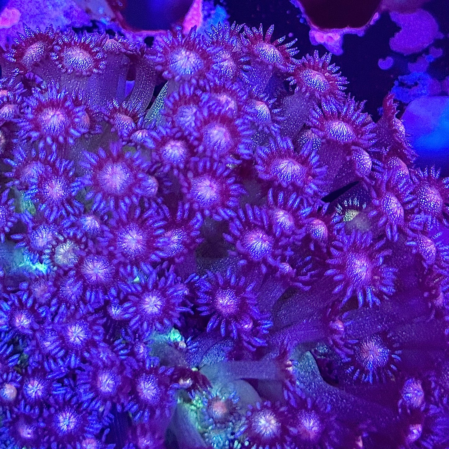 MCR Purple Rain Glitter Goni