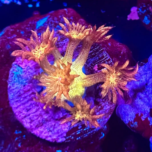 24k Glitter Goniopora
