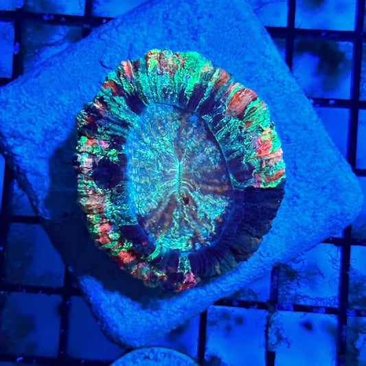 Rainbow Split Trachyphyllia