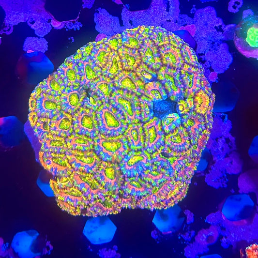Paintball Pink Rainbow Acan