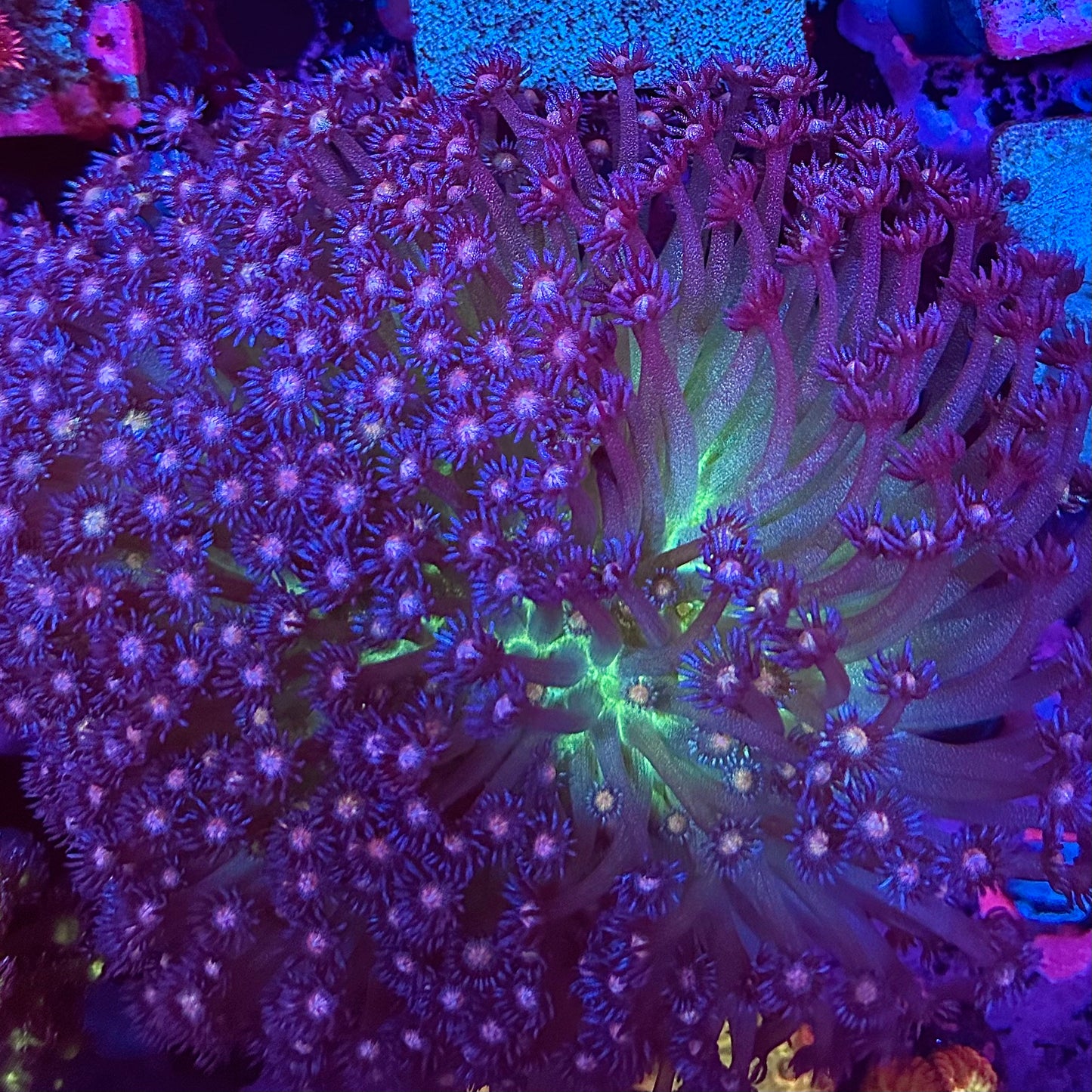 MCR Purple Rain Glitter Goni