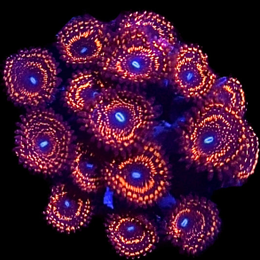 WWC Illuminati Zoanthids