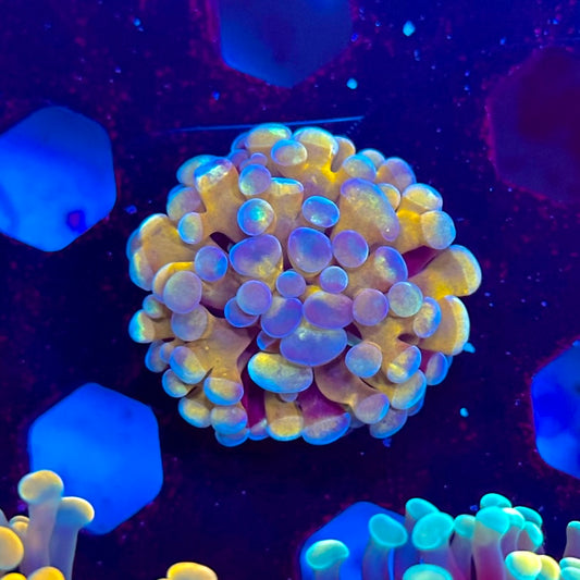 Yellow Hologram Branching Frammer