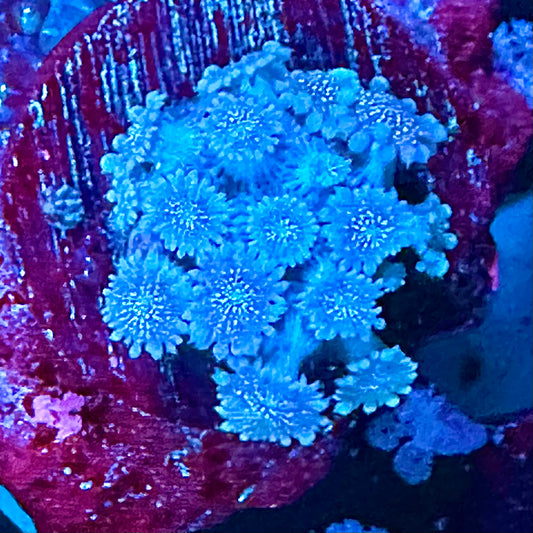 MCR Frostbite Glitter Goni