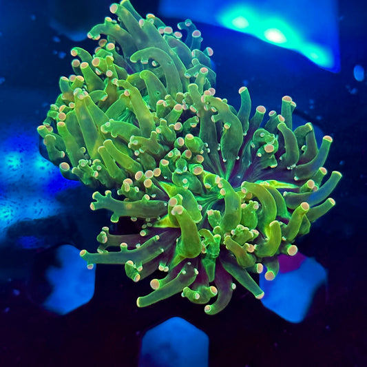 Jolly Rancher Frogspawn