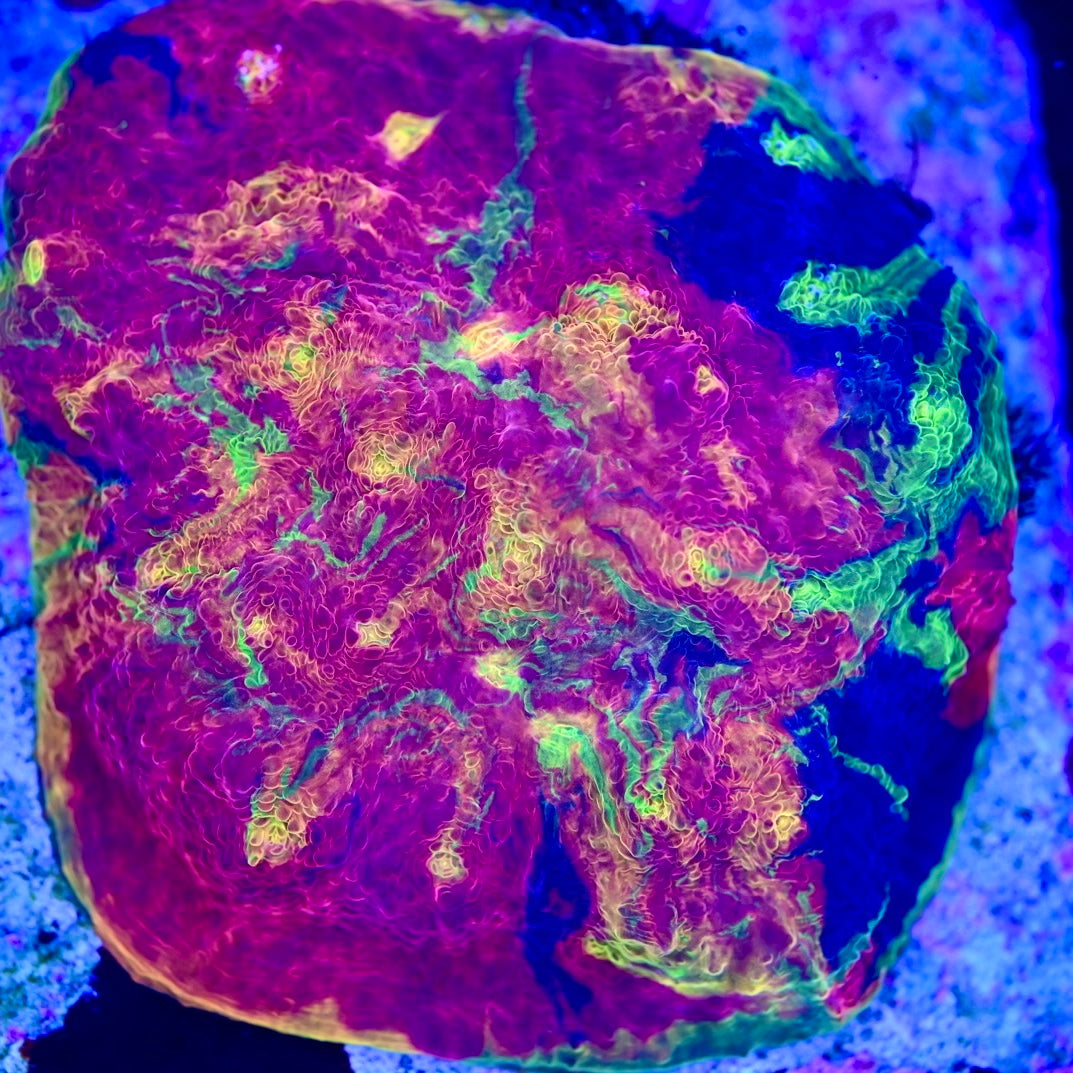 IzInsanity Rainbow Chalice