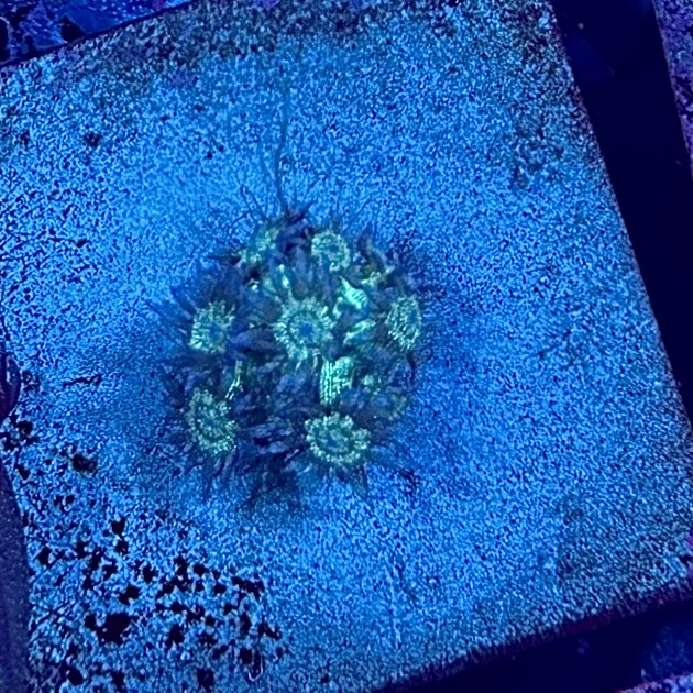 Turquoise Glitter Goni