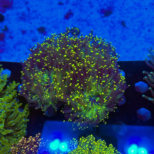 MCR Dark Void Frogspawn