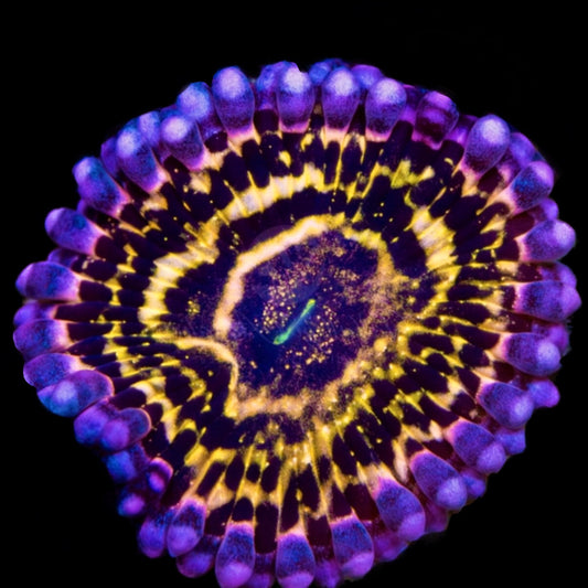 O.G Stratosphere Zoanthid