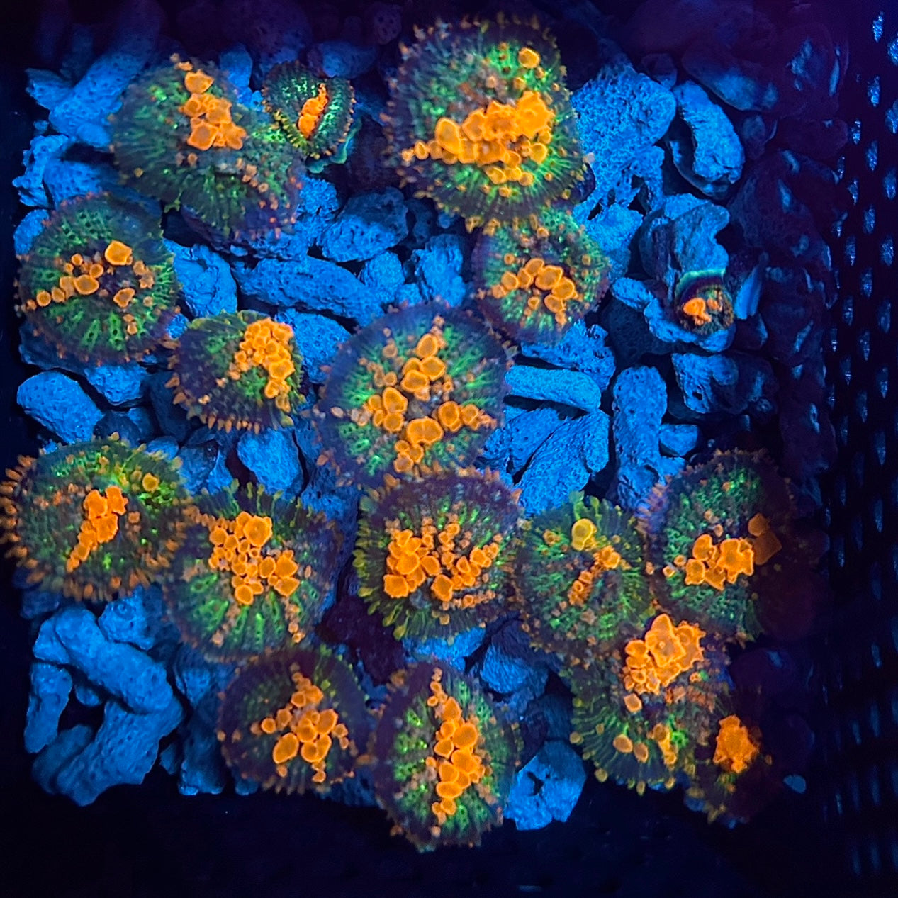 Sunkist Bounce Mushroom