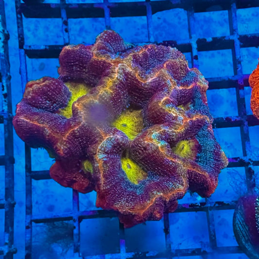 Golden Boy Bowerbanki