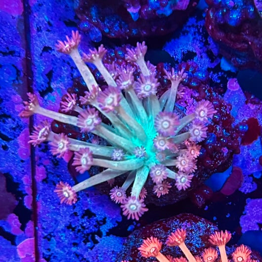 Pixie Dust Goniopora