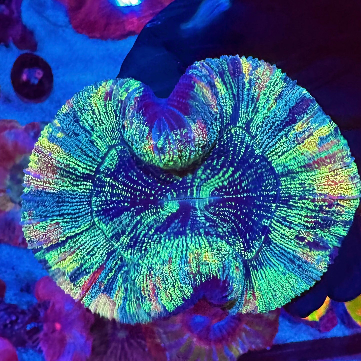 Glitter Rainbow Trachyphyllia