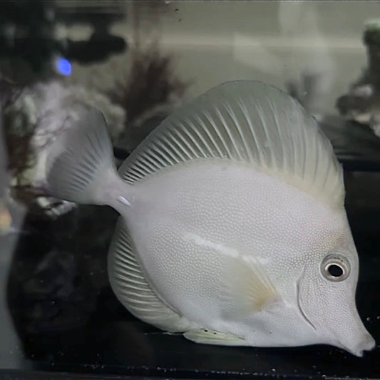 Frosty Albino Scopas Tang