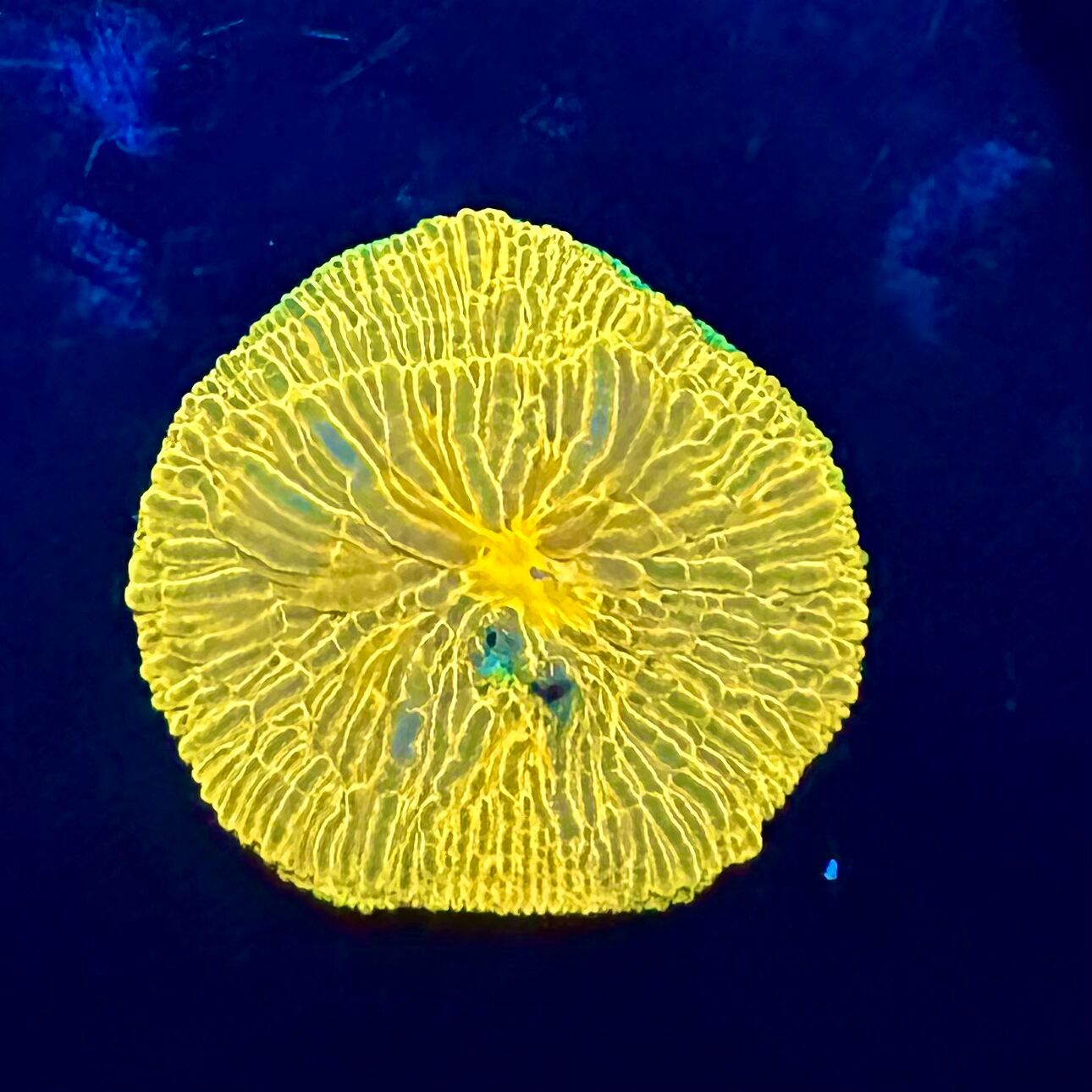 Lemon Plate Coral