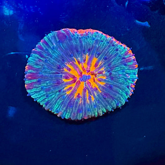 Orange Center Magenta Rim Plate Coral