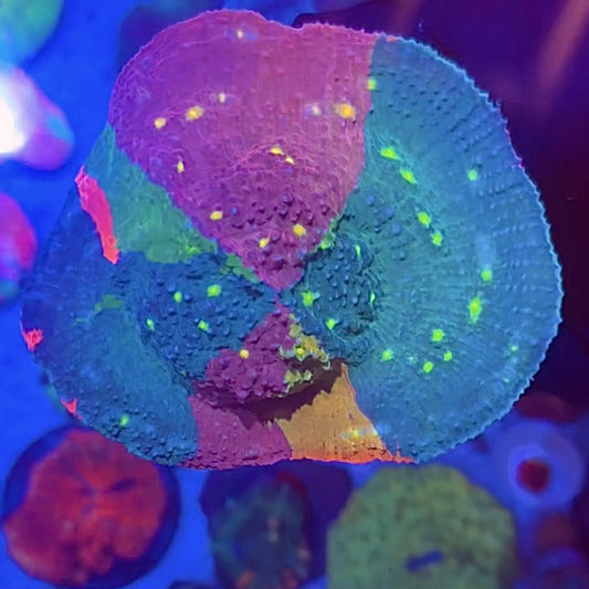 TCK Whirly Pop Showsize