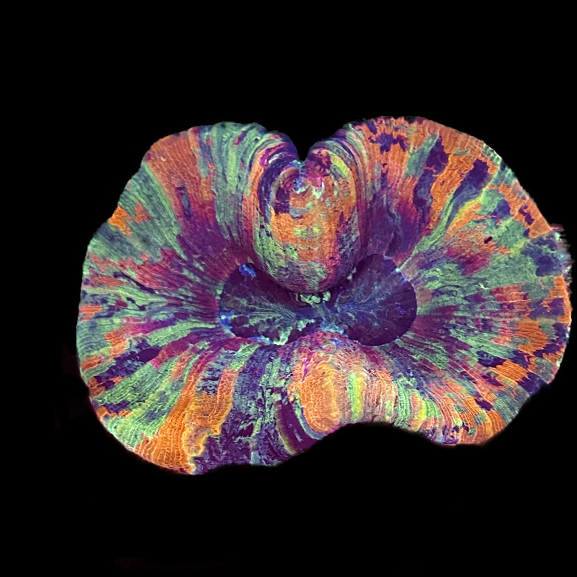 Multicolor Trachyphyllia