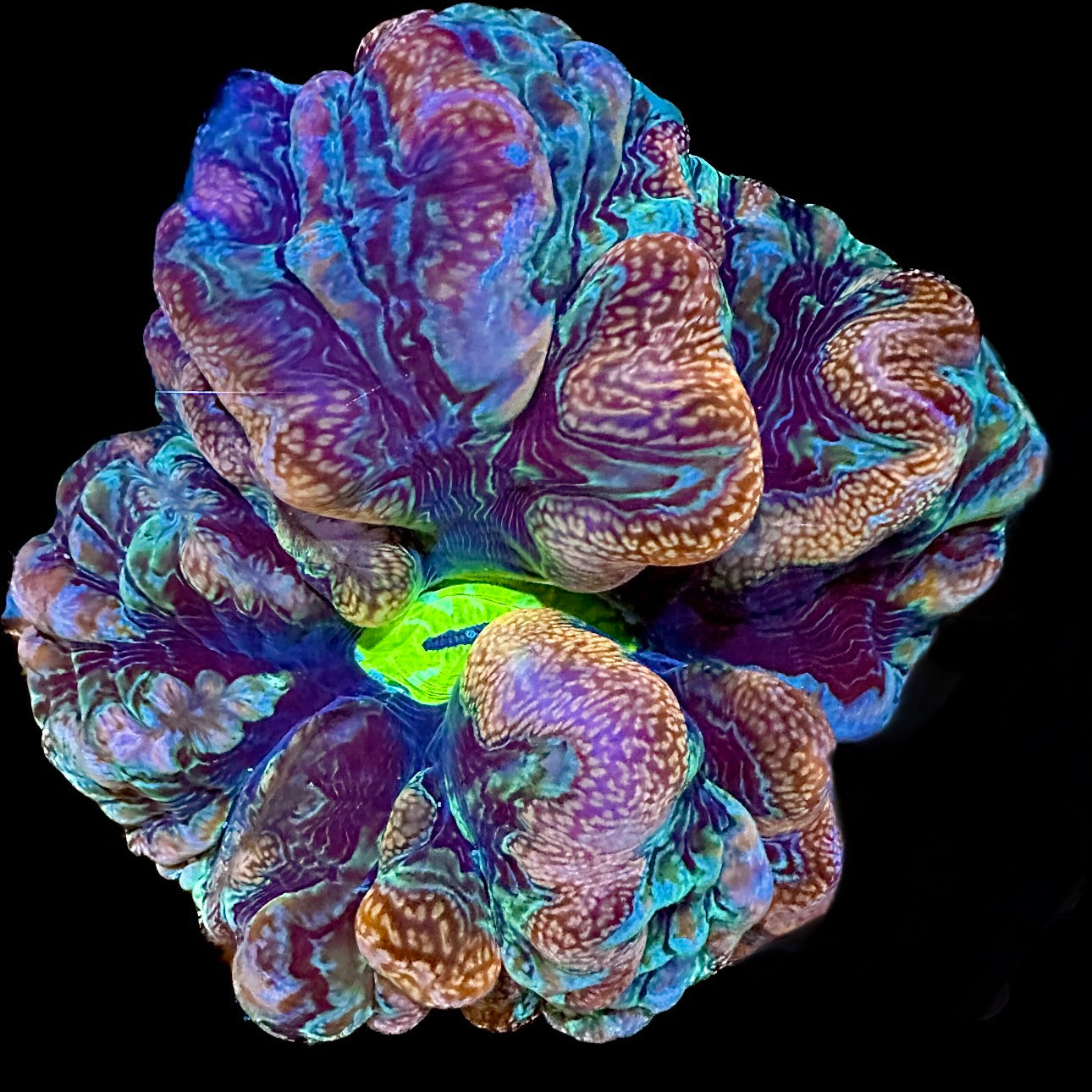 Ultra Indophyllia Lime Green Center