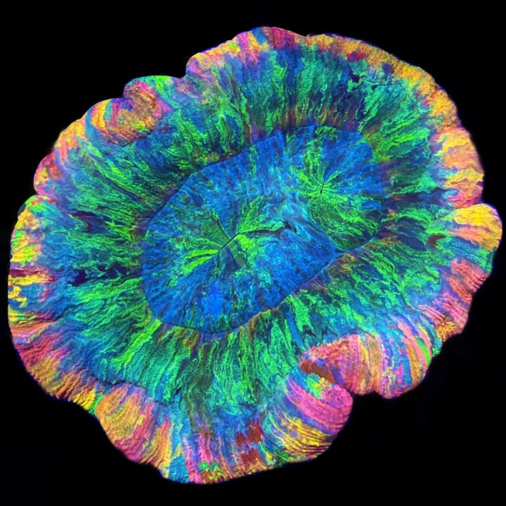 Rainbow Trachyphyllia - GRADE A