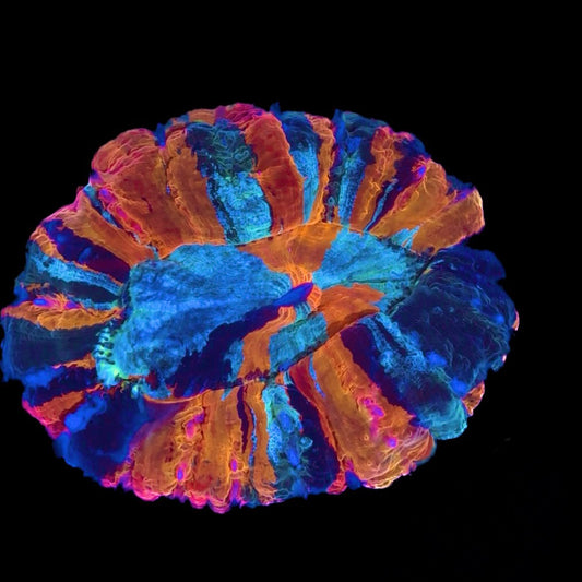 Pinwheel Rainbow Acanthophyllia