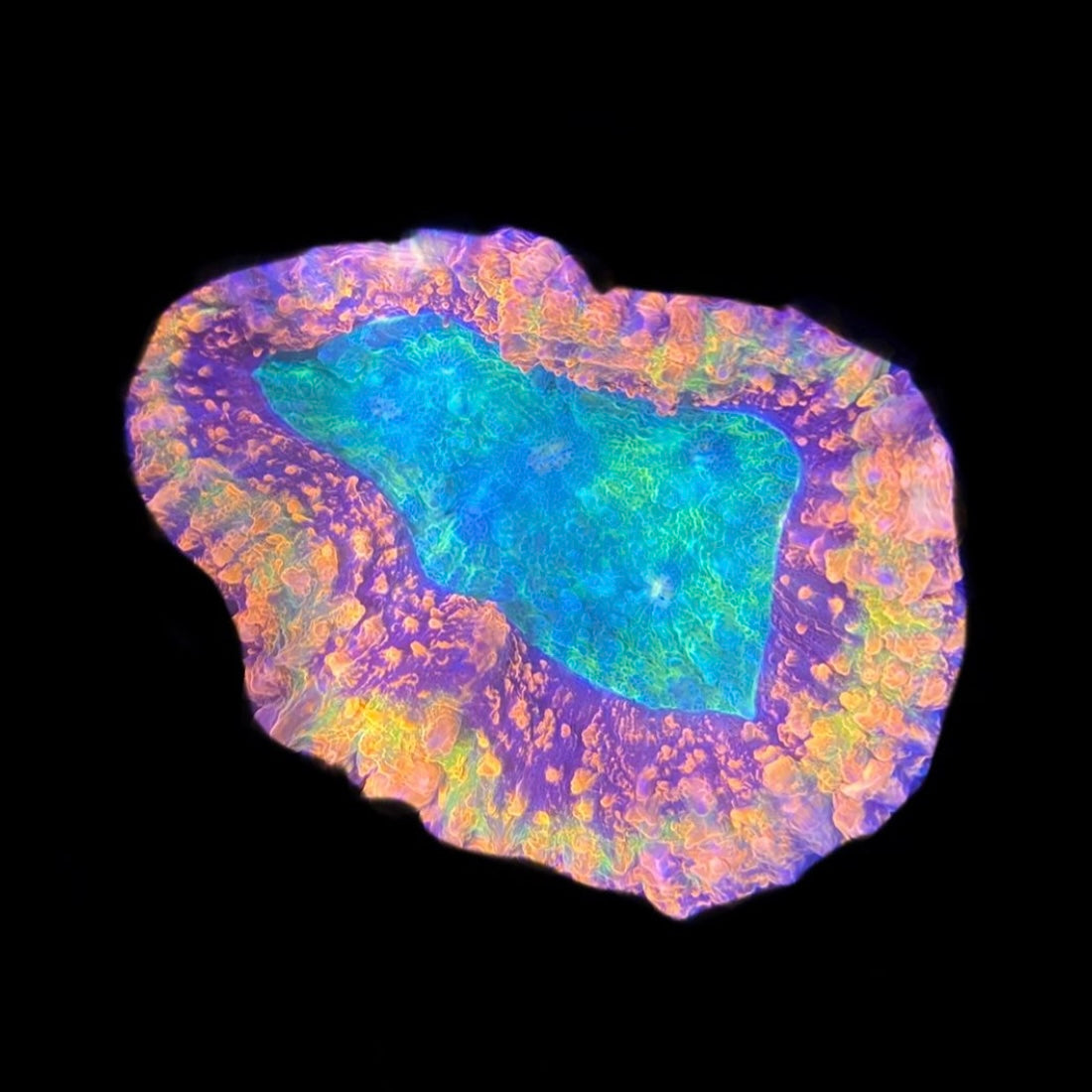 Symphilla Rainbow Symphyllia – Majestic Creatures Reef