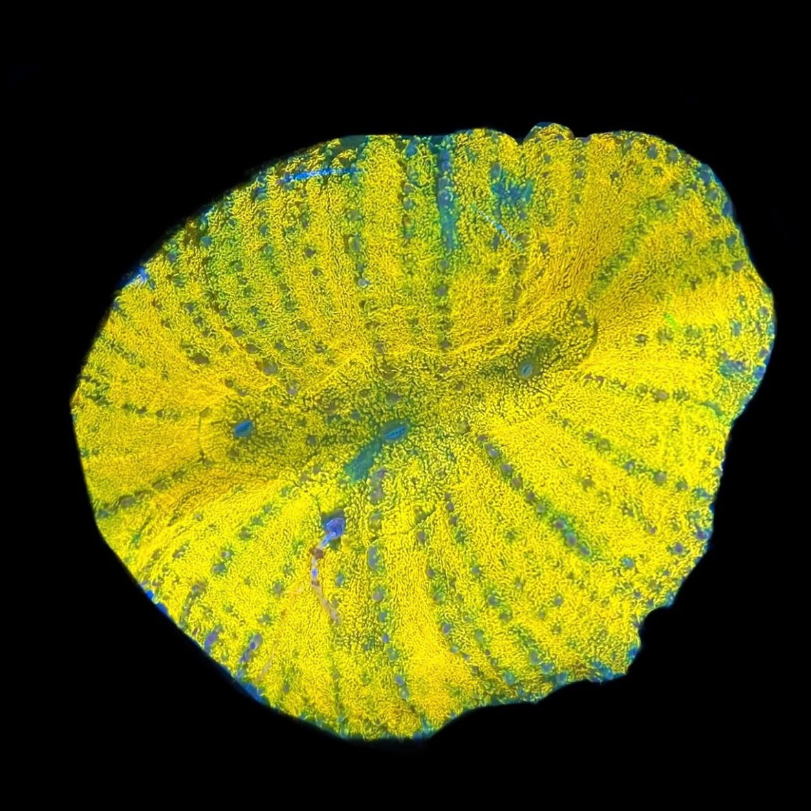 Yellow Symphyllia (Solomon Island)